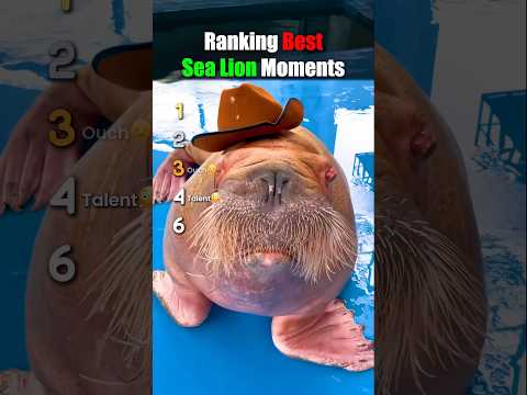 ranking funniest sea lion moments #usa