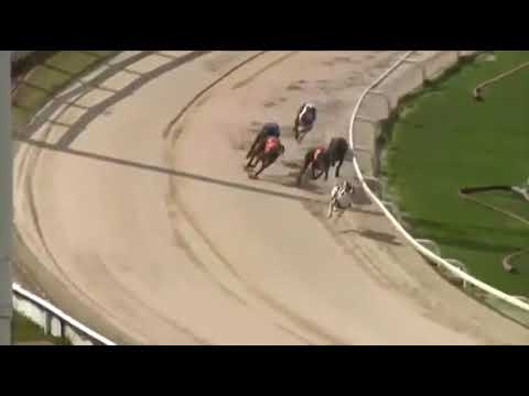 Bubbly Apache Wins The RPGTV Juvenile In Trap 6 At Towcester