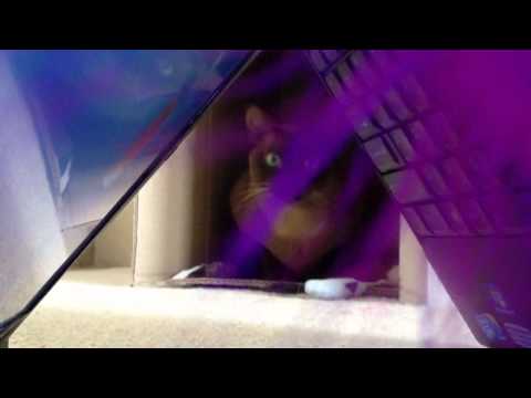 Vantage Point - Percy