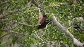 preview picture of video 'COAX visita a la Reserva Ecológica Santa Gertrudis en Marzo del 2009'