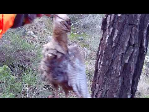 Μπεκάτσα, Becaccia, Woodcock, Epagneul Breton Des Amis de Chypre