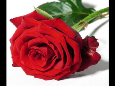 Chico Buarque - A Rosa - (De: Chico Buarque)