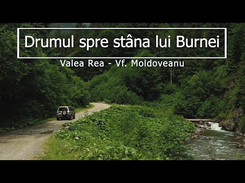Drumul forestier spre Stâna lui Burnei | Nucșoara | Valea Rea | Vârful Moldoveanu