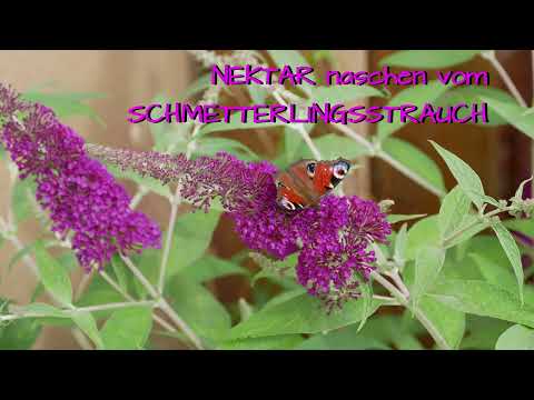 Nektar naschen vom Schmetterlingsstrauch