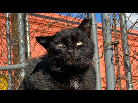 The Rescue of King George the Cat