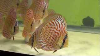 preview picture of video 'Checkerboard Turquoise Discus Fish  - Gwynnbrook Farm'