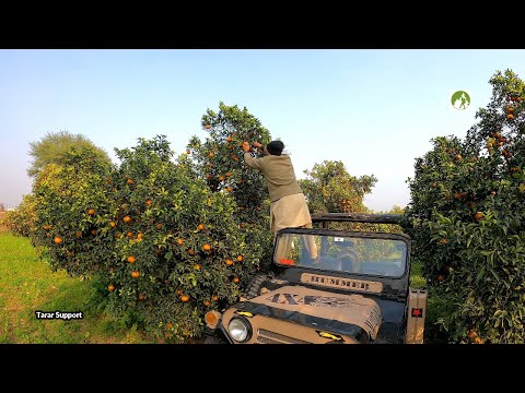, title : 'Pakistani Delicious Orange Orchard Tour'
