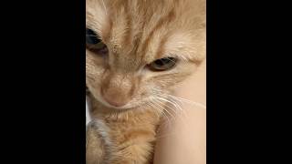 Funny Cute Cat Meow Sounds Compilation | 鳴き声が可愛すぎる猫動画まとめ
