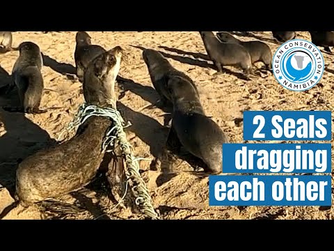 2 baby seals bound together by net