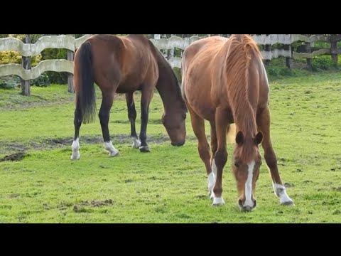 1 HOUR of AMAZING DRAFT HORSES - Relaxation, Stress Relief, Calming Music