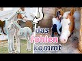 Wir Bekommen Ein Fohlen 🥹 Der Rosenhof In Die Sims 4 ViktoriaSarina