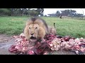 Lion Feed Best