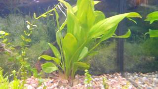 Download lagu my fluval roma 200 litre mp3