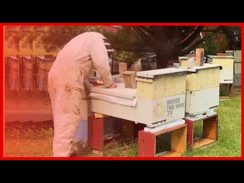 Vermont beekeeper knows...