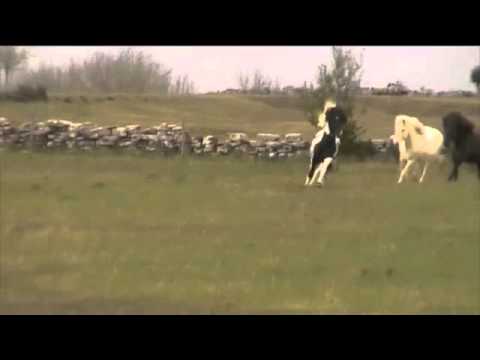 Hringur frá Feti släpps med ston 2011