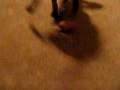 Dog Murders New Toy