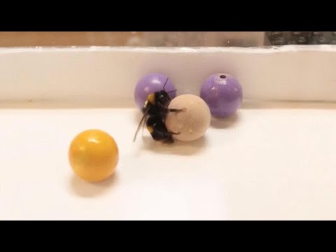 Surprising experiment shows: Bumblebees play with balls