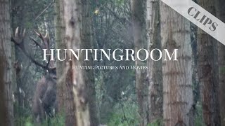 Traumhirsch in Serbien in der Hirschbrunft