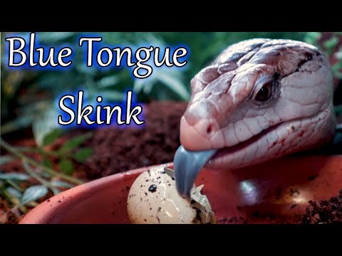 Blue Tongue Skinks, The Most Underrated Reptile | Complete Care Guide