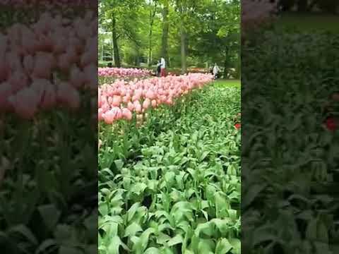 Tulips in Keukenhof gardens in Netherland, Holland Europe'