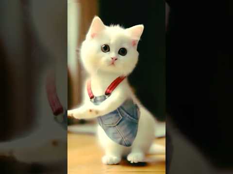 Super cat dance 🥰 #cute #cat #catlover #funny #short #shorts #shortvideo #yt #ytshort #ytshorts