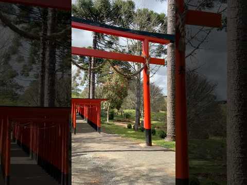 PARQUE SAKURA - FREI ROGÉRIO - SC - FLORADA DA CEREJEIRA