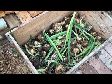 , title : 'Stuttgarter Onion harvest tips 2020'