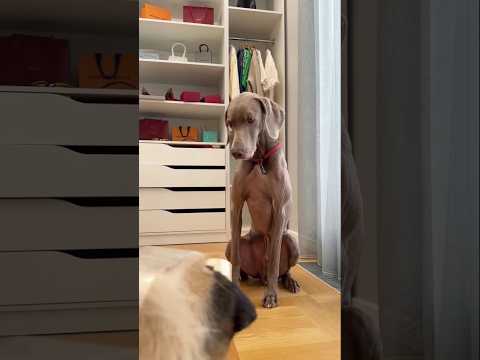 Manvi, uyuyormuş gibi yaparak Sonu'yu yakaladı.