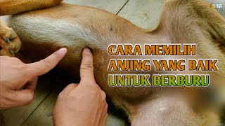 Download lagu How to Choose a Hunting Dog mp3 Download lagu How to Choose a Hunting Dog mp3