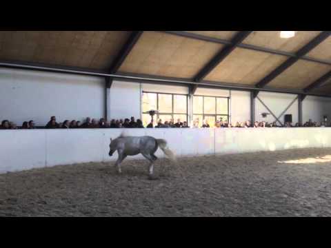 Shiraz de Lafon Jadem 2016