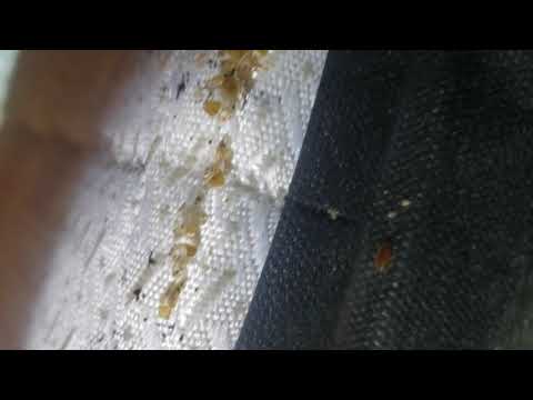 Bed Bugs Harbor in Mattress Seam in Spring Lake, NJ