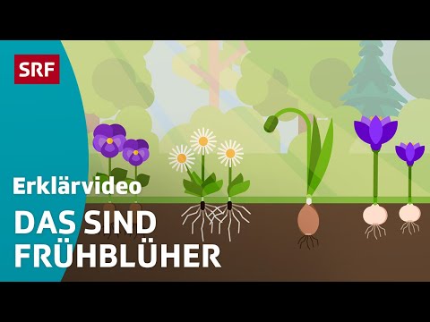 Frühblüher: Schneeglöckchen & Co. – einfach erklärt | Kindervideos | SRF Kids