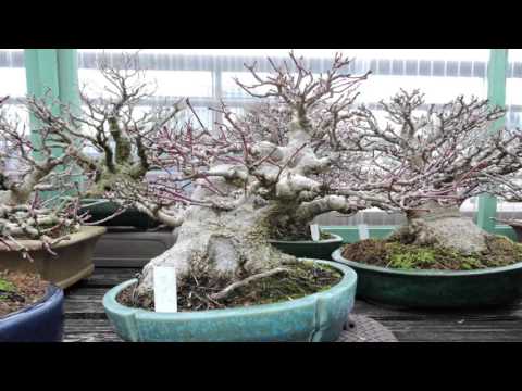 Koju-en Shohin Bonsai Nursery