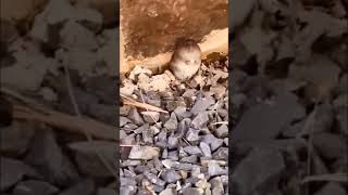 Download lagu langit,bisakah kau turunkan hujan dengan petir🗿#meme#shorts mp3