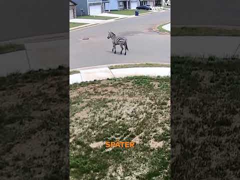 TENNESSEE: Überraschung für Autofahrer! Zebra entlaufen! | WELT #shorts