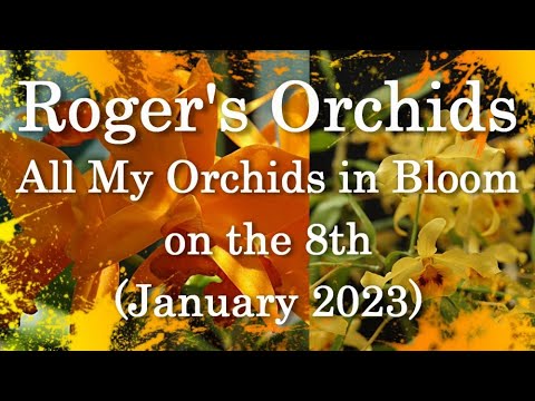 All My Orchids in Bloom on the 8th (January 2023)