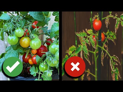 3 Ways to Water Containers the RIGHT Way!