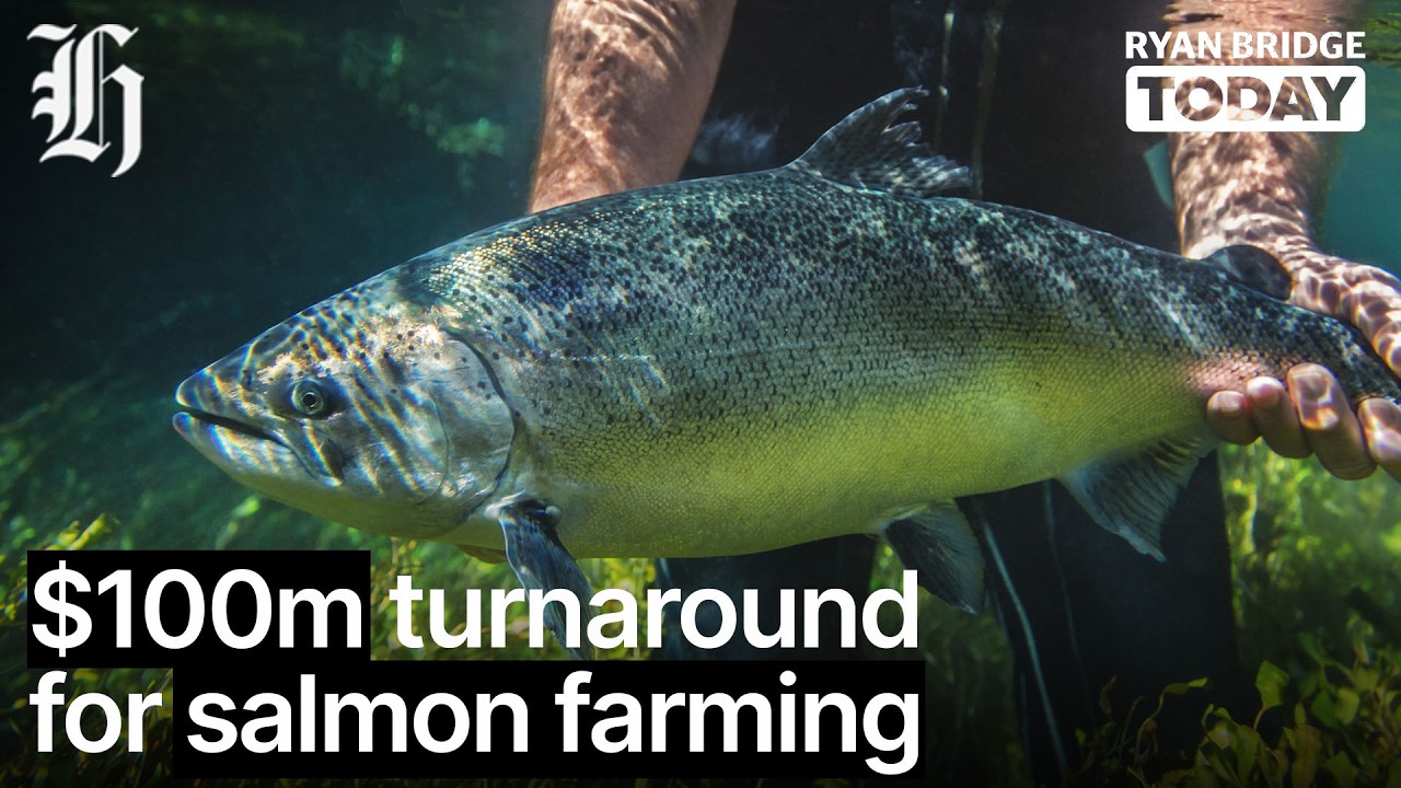 $100m turnaround for salmon farming | Ryan Bridge TODAY