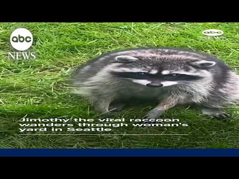 Jimothy the viral raccoon wanders through Seattle backyard