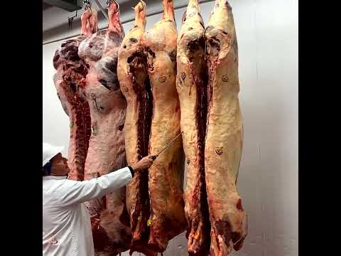 19. Comparing beef carcases – marketing options for weight and conformation