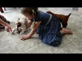Cavapoo dogs for sale: Carrie - Video 1