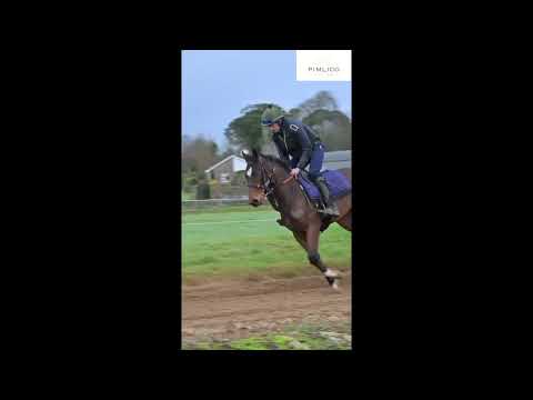 Pimlico Racing's Havana Grey filly in action at Paddy Twomey's, January 2025