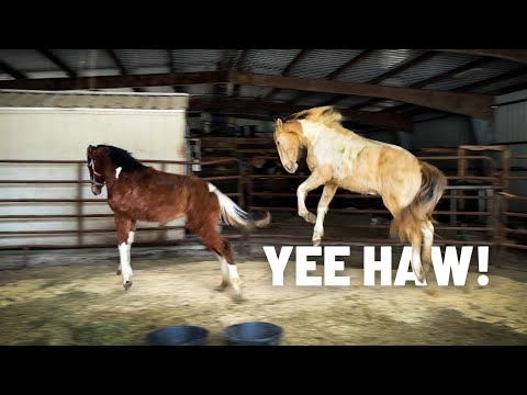 New *WILD* Horses! Name Announcements, Weigh In, Playtime, BUCKING And More!