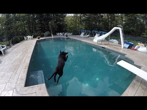 Puppy Hitting the Swimming Pool - "Quik" Video