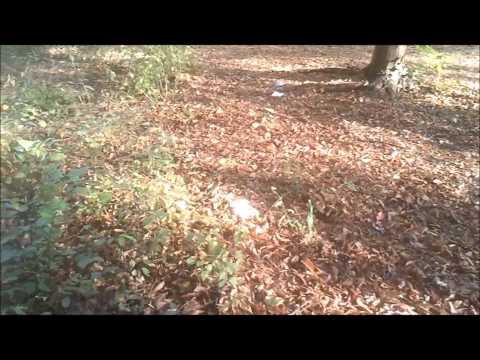 Greenthinkers 2012 Interviews about the Cozia National Park