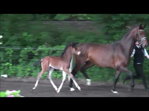 Hann. Stutfohlen von Szenario - Contendro - Landgold - verkäuflich