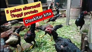 Download lagu 5 alternative feeds that are high in protein and easy to obtain || FREE-TO-DOWN CHICKEN FARMING mp3 Download lagu 5 alternative feeds that are high in protein and easy to obtain || FREE-TO-DOWN CHICKEN FARMING mp3