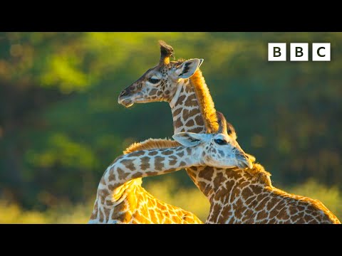 Baby giraffe makes new friends | Serengeti - BBC
