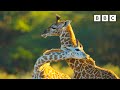Baby Giraffe Makes New Friends Serengeti BBC