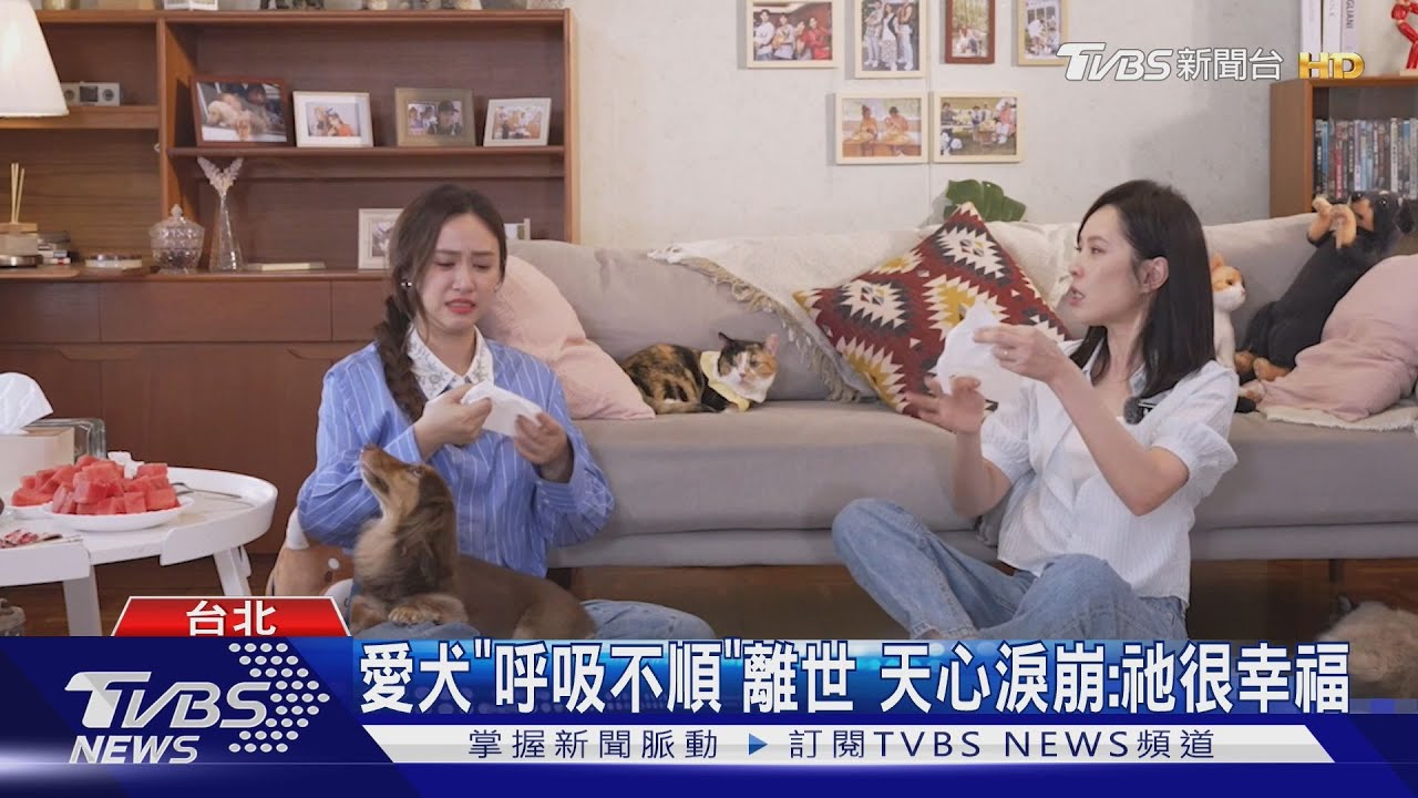 天心相戀尪前「以為他是同志」 《萌寵明星粗乃玩》憶已逝愛犬哭了